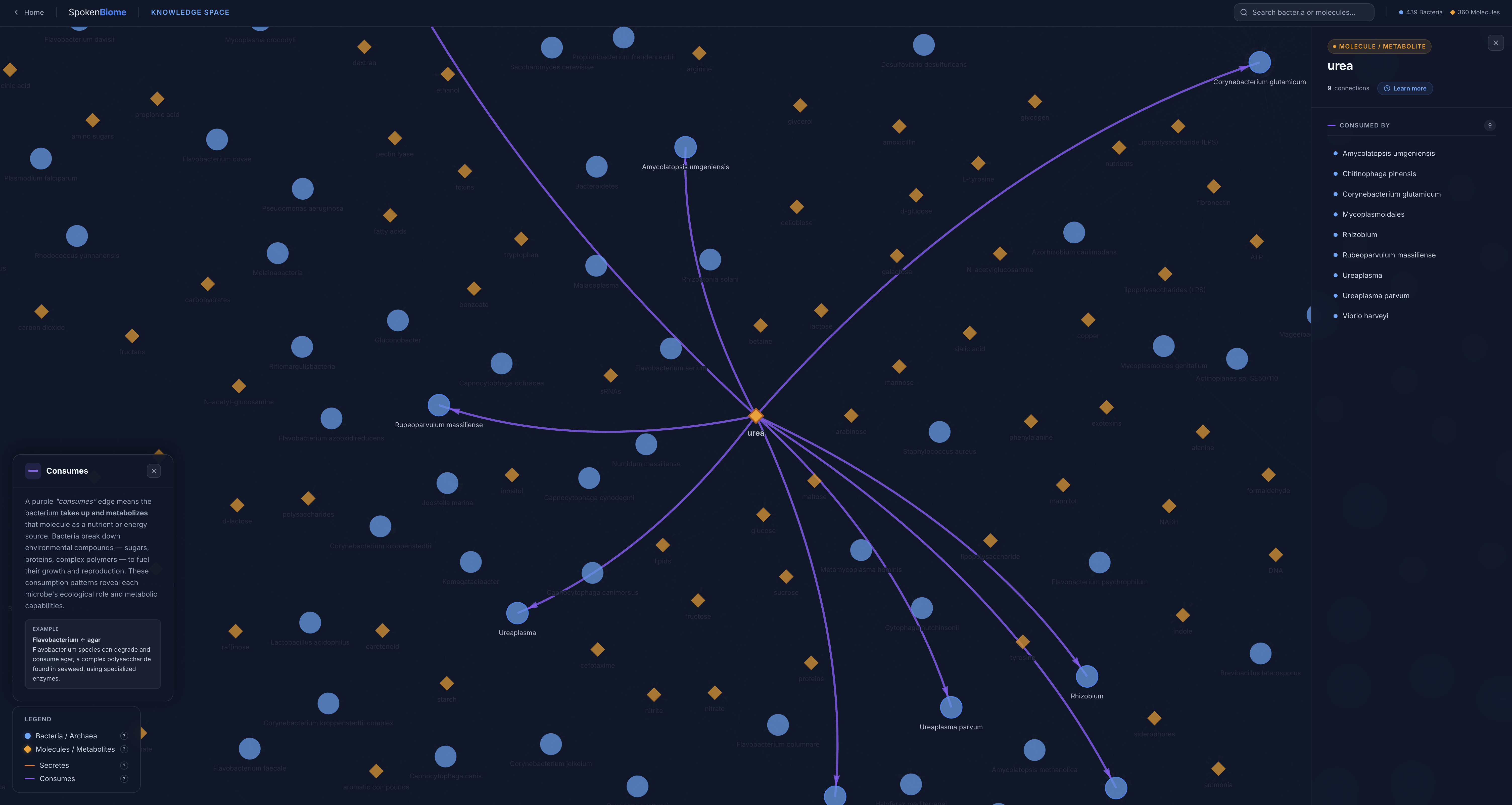 Knowledge Space interactive graph showing bacteria and molecules connected by metabolic relationships — secretion and consumption pathways